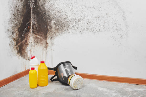 Best Mold Cleaning Services  in Halls, TN