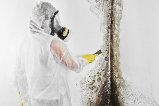 Best Crawl Space Mold Removal  in Halls, TN