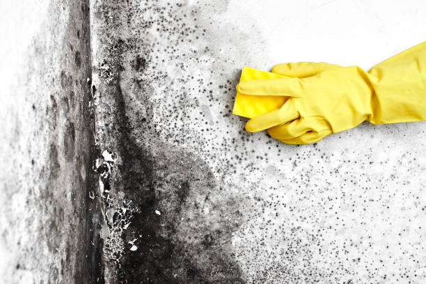 Best Professional Mold Removal  in Halls, TN