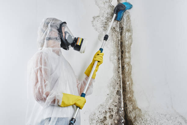 Best Black Mold Removal  in Halls, TN