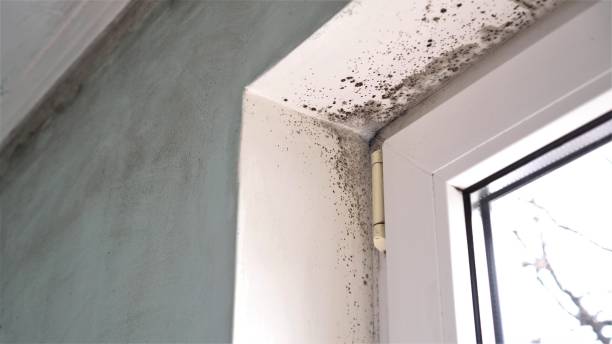 Halls, TN Mold Removal Company