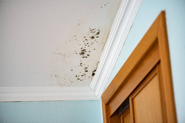 Best Affordable Mold Removal  in Halls, TN