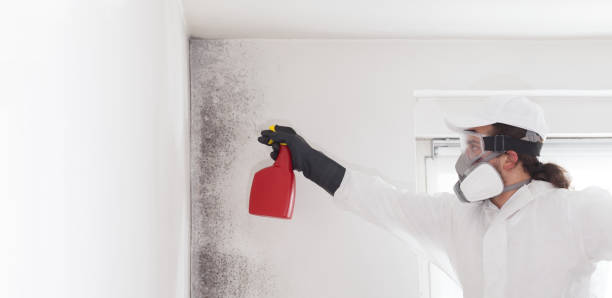 Best Emergency Mold Removal  in Halls, TN