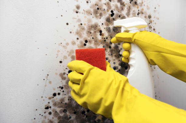 Best Toxic Mold Removal  in Halls, TN