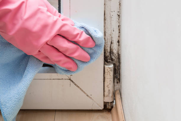 Best Mold Removal Company Near Me  in Halls, TN