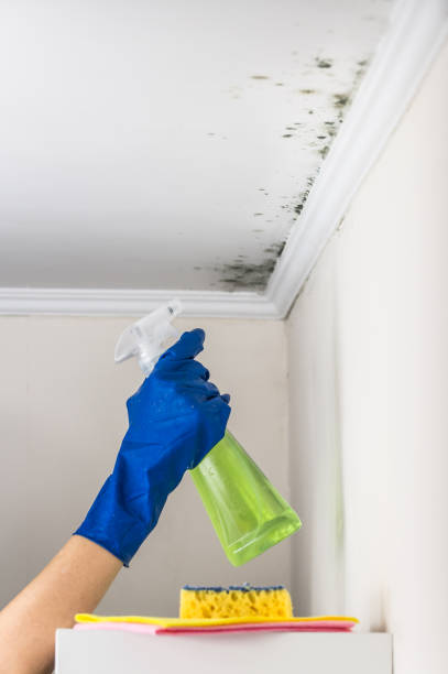 Best Attic Mold Removal  in Halls, TN