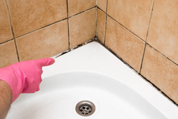Best Same-Day Mold Removal  in Halls, TN