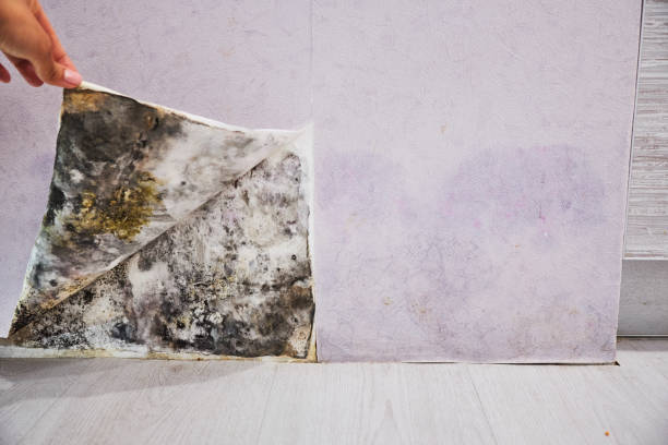 Best Residential Mold Removal  in Halls, TN